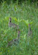 Three young turkey poults make a hasty retreat from my camera up on Texas Hill Road.