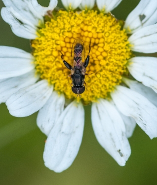 A small bee on a daisy in our front field.