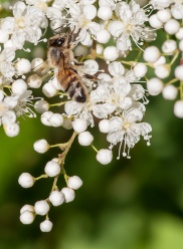 A honey bee works the ash-leaf spirea out by the pond.