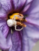 A tiny, pale crab spider lurking in a eggplant blossom on the back patio.