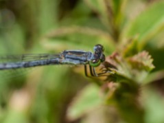 Up close and personal with a damselfly by the pond.