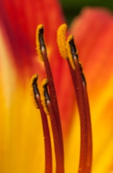 More daylily stamens--this time orange!