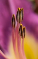 Daylily stamens up close out by the pond.