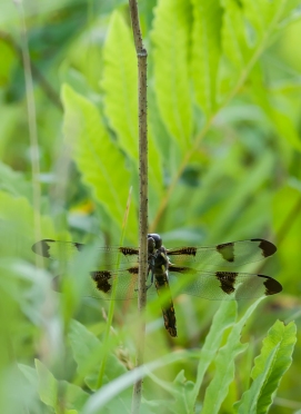 A dragonfly lurks in the tall grass of the front field.