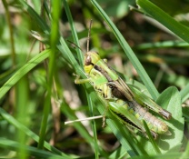 A grasshopper out in the front field.