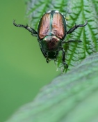 An invasive Japanese beetle chews on a leaf by the pond.