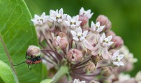 A red milkweed beetle on, uh, milkweed...