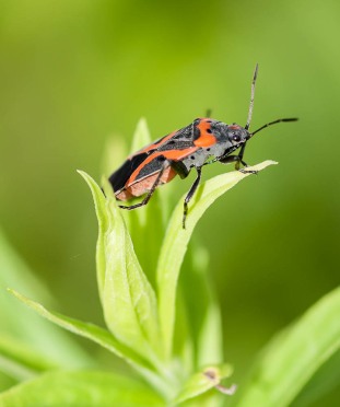 A large milkweed bug poses in the sun in our front field.