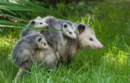 A mamma 'possum and her four babies in our front yard yesterday.