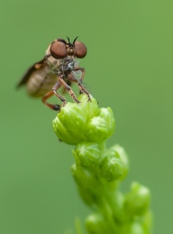 A tiny, unidentified fly perches momentarily in the front field...