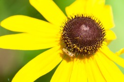 An unidentified fly perches and a black-eyed Susan by the pond.