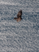 A turkey vulture glides above the waters of Lake Dunmore as viewed from the top of Rattlesnake Cliff.