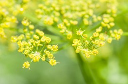 Wild parsnip up close. A pretty flower, but with a nasty bite. The sap of this invasive plant is photo-sensitive and will burn skin when exposed to sunlight. Be careful when you pick this stuff!