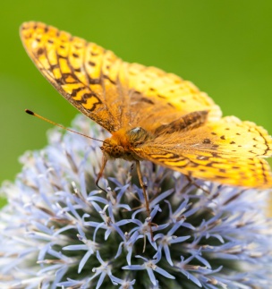 An Aphrodite Fritillary on an ornamental thistle out in our flower garden.