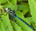 A beautiful darner dragonfly (Blue-eyed Darner? Paddle-tailed Darner?) on the prowl in our front field.