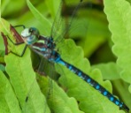 A stunning darner dragonfly (Blue-eyed darner? Paddle-tailed Darner?) on the prowl in our front field.