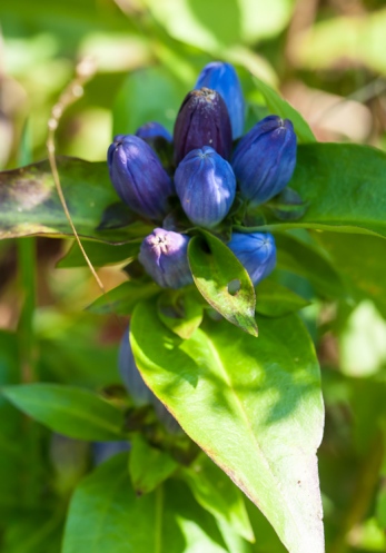 Blue bottle Gentian blooming out in our front field.