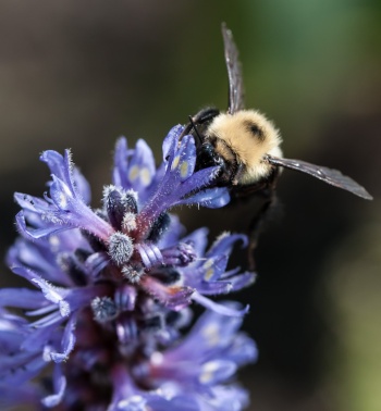 A bumble bee enjoying a good feed in the pickerel weed near Sand Bar State Park.