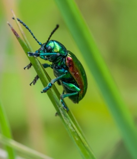 A shiny green dogbane leaf beetle out in the front field.