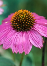 Echinacea blooming off the back deck.