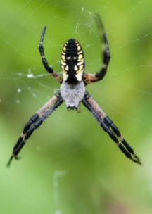 A nice garden spider out in the front field.