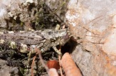 This grasshopper was hanging out on a rock above the Mailbox Trail pond. It was very still in the morning sunlight...
