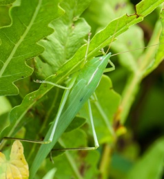 Some variety of katydid out in the front field. You had to look pretty close to see this one!