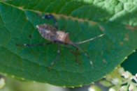 A leaf-footed bug on a hydrangea leaf on the back patio.