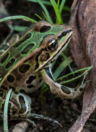 A norther leopard frog in on the shore near Sand Bar State Park.