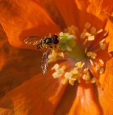 An unidentified fly on a poppy in one of our front gardens.
