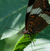 A white admiral in the buckeye tree next to our back deck.
