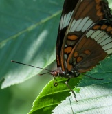 A white admiral in the buckeye tree next to our back deck.
