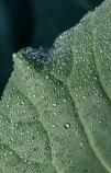 Dew on a broccoli leaf out in the garden.