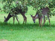 A pair of young deer--one with red, recently de-velveted antlers--munch apples along Route 116 yesterday.