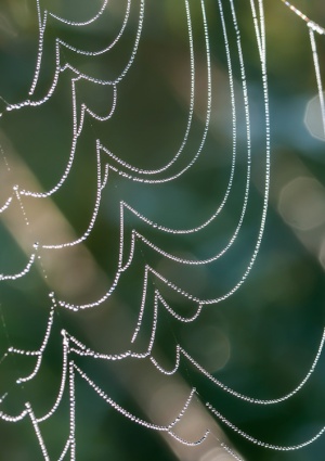 Beads of morning dew bedeck a spider's web out in our front field.