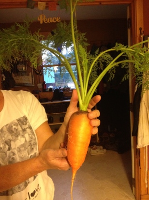 Robin holds a rather large carrot pulled from one of our upper raised beds. It made for a fine carrot salad!