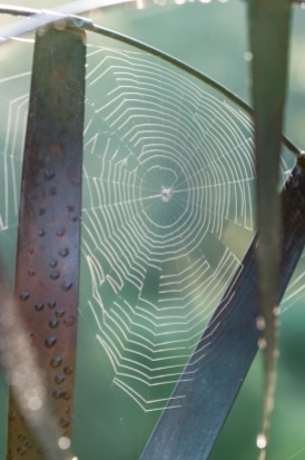 A spider's web built on one of our garden sculptures picks up the backlit glow of the morning sun.
