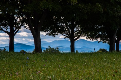The Adirondacks peek out from under a row of maple trees at Shelburne Farm this past weekend.