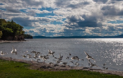 One more from Shelburne Farm (it was a lovely day after all!) Here gulls take flight backlit by the afternoon sun.