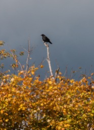 Grey clouds, bright leaves and black crow near Boyer's Orchard in Monkton.