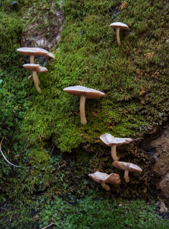 Mushrooms growing on a mossy log up along Fargo Brook.