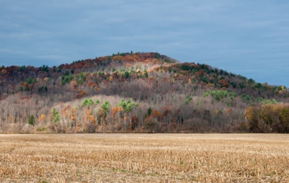 White pines, oaks, and a scattering of aspens lend lingering color to the hillside beyond the Farr Farm cornfield in Richmond yesterday morning.