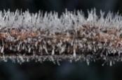 This morning's frost on a sumac stem