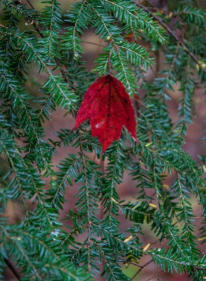 A bright red maple leaf caught in the green of a hemlock branch near Gillette Pond.