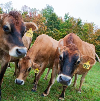 Curious cows come in close up at Windekind Farm.