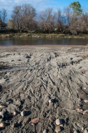 Marks in the silt and sand along the Winooski River in Richmond where beavers have dragged willow branches into the river.