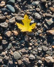 A solitary maple leaf on the bank of the Winooski River.