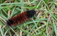 A woolly bear caterpillar. Good winter ahead?