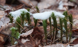 Club moss holds up a thin mantle of snow along Fargo Brook.