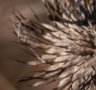 A dried thistle head out in the front field.